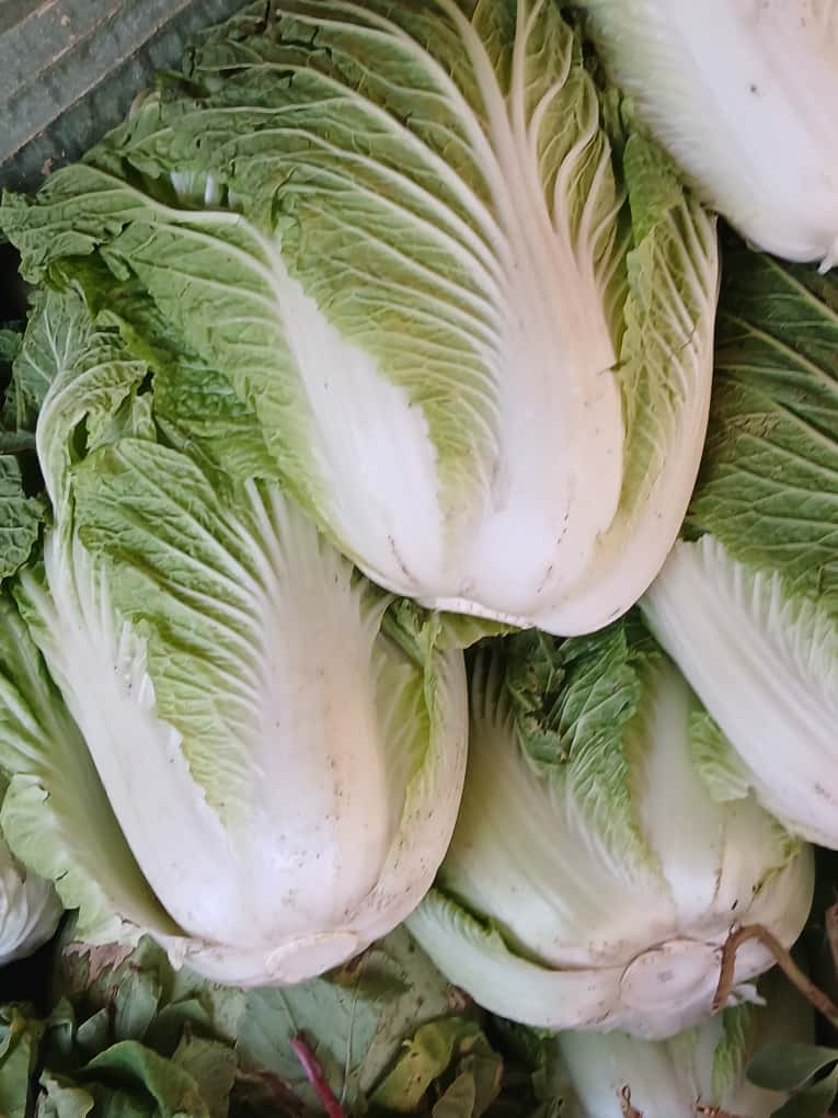Chinese Cabbage